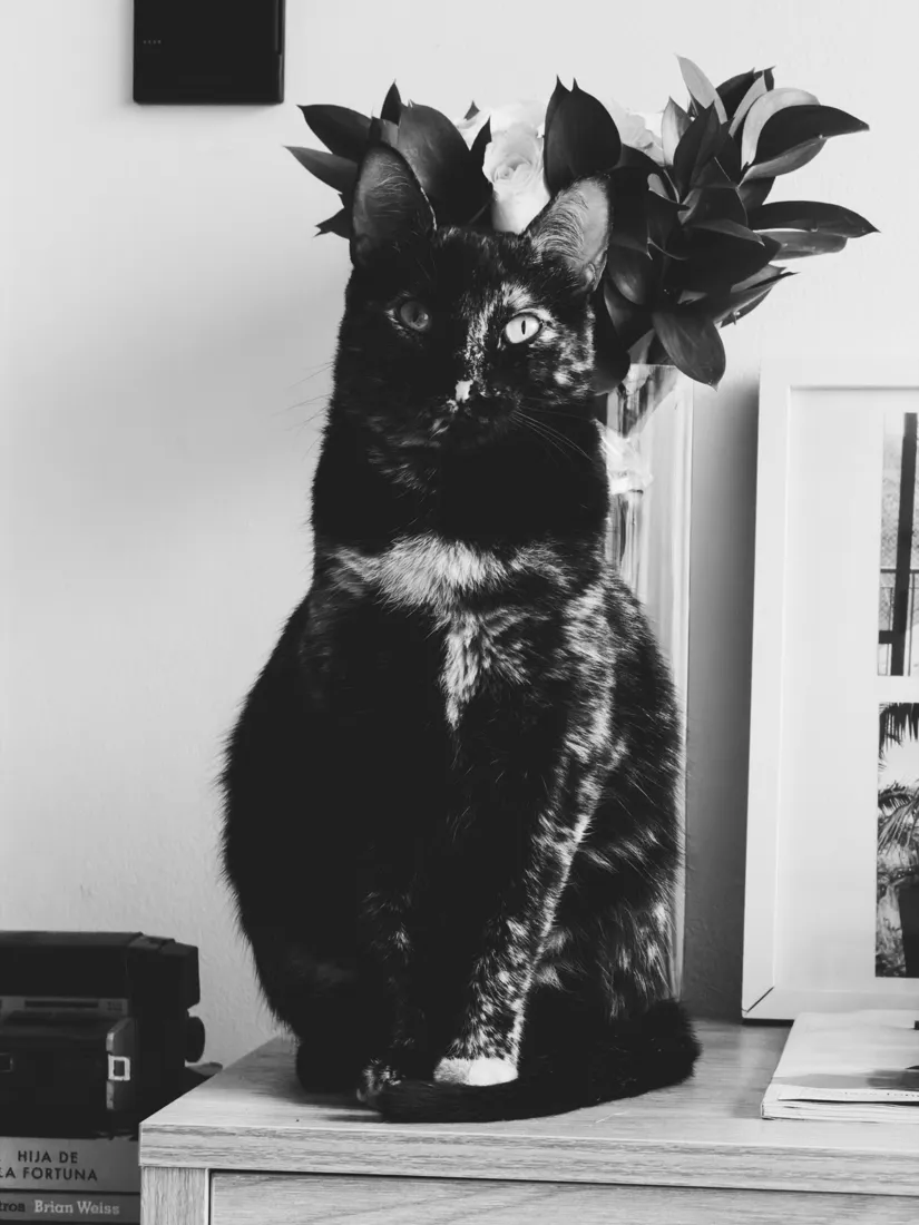 Con el preset BBP 102 · Mono Grain