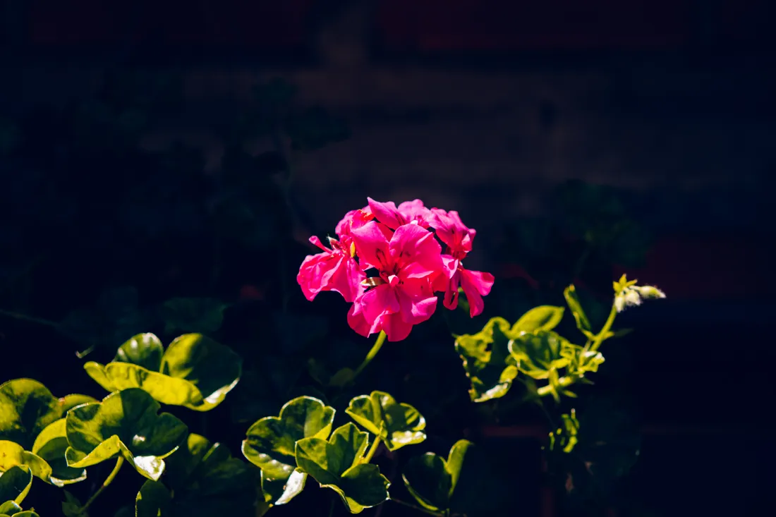 Con el preset BBP 401 · Nature Vivid