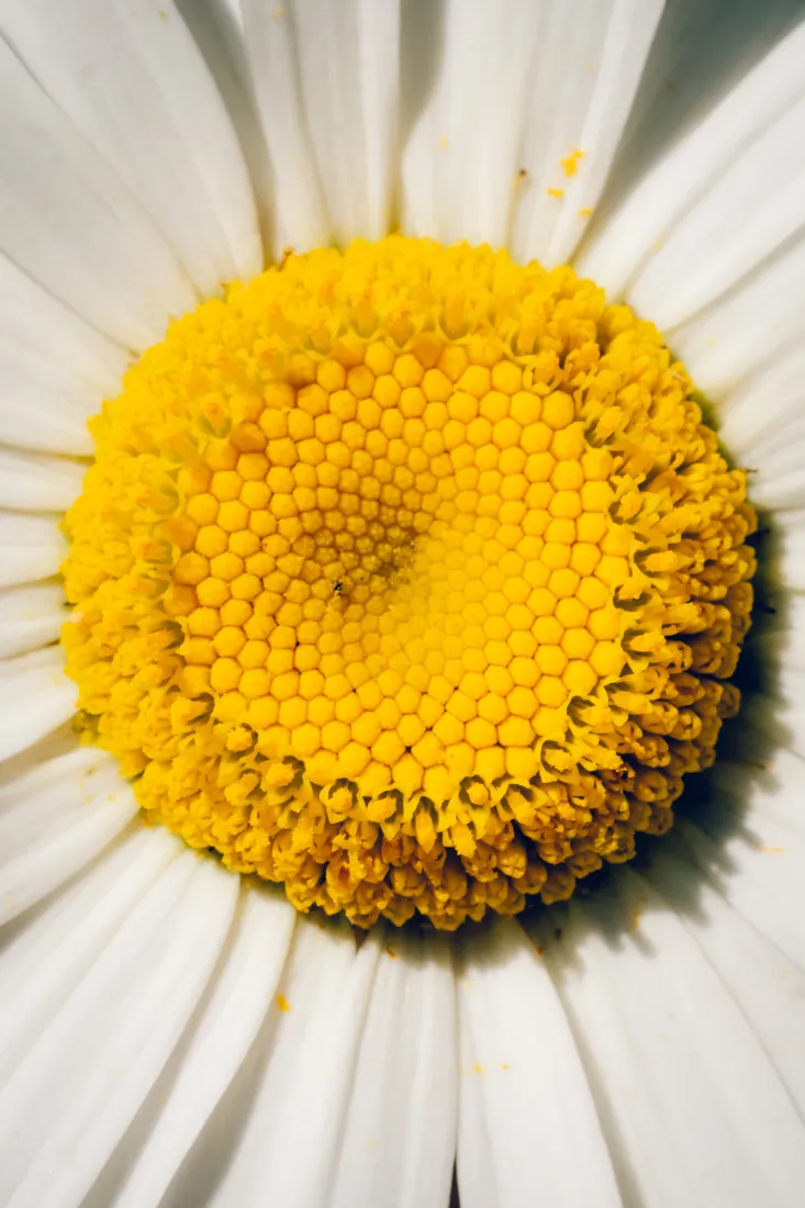 Con el preset BBP 403 · Nature Clean
