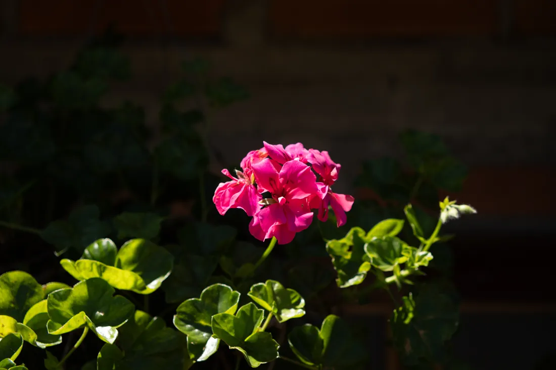 Foto original, sin preset